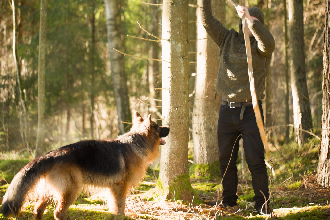 Gathering deadfall firewood in a pine forest with a dog &mdash; fuel for the Titan1 fire pit